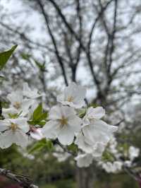 長沙寶藏花園——望月公園