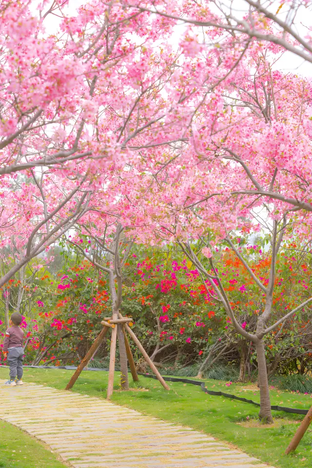 누가 아직도 샤먼에서 무료로 벚꽃을 볼 수 있는지 모르겠어요?