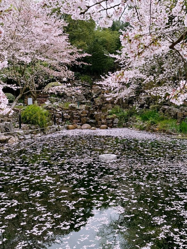 鏡頭下的春和景明，三月底趕赴一場櫻花雨