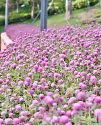深圳女娲海濱公園/赴一場“花”“海”之約