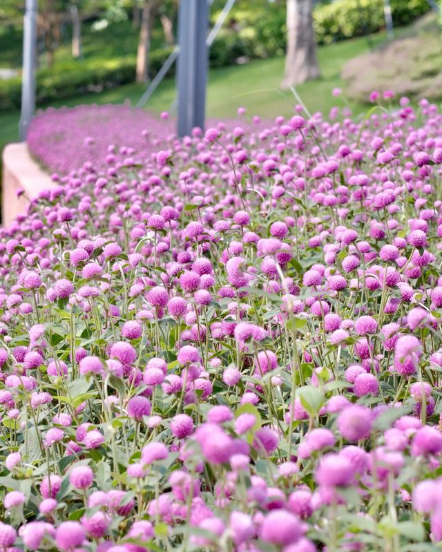 深圳女娲海濱公園/赴一場“花”“海”之約