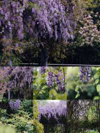 櫻花公園紫藤花瀑布開爆！！