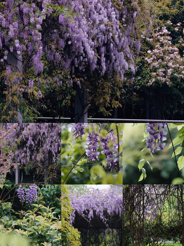 櫻花公園紫藤花瀑布開爆！！