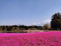 富士山下的芝樱節