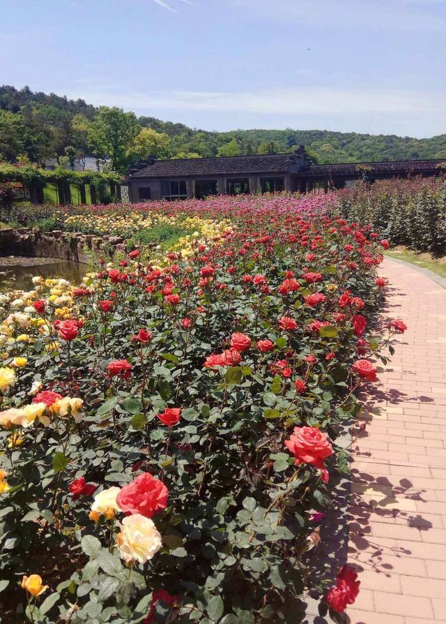 科金頓綠色花園——花園中的別墅，別墅中的仙境！