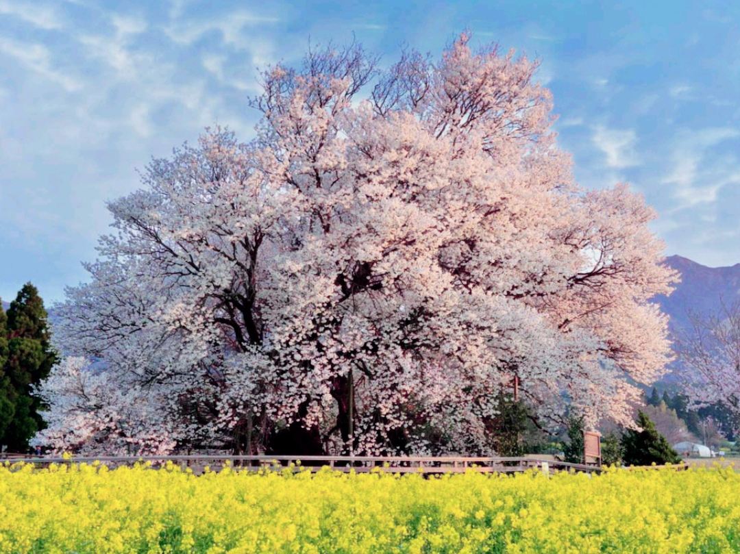 Discovering Cherry Blossom | Trip.com Minamiaso