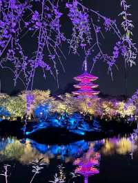 Cherry Blossoms at East Lake Wuhan 🌸🇨🇳♥️