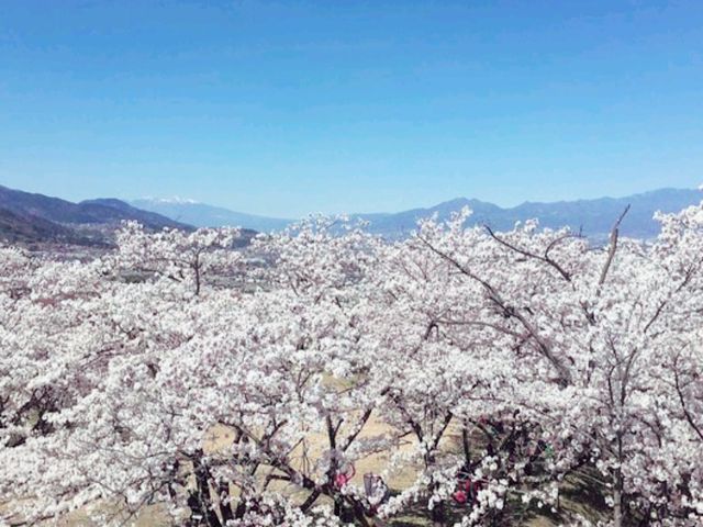 Oboshy Nature and Hanami