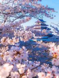 Cherry Blossoms Around Osaka Himeji🇯🇵