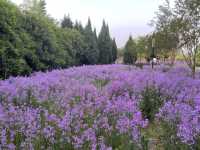 三門峽黃河邊上開滿紫花的公園