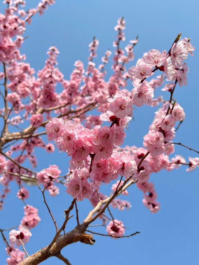 春日賞花圖鑑分享寶藏攻略——吉林篇