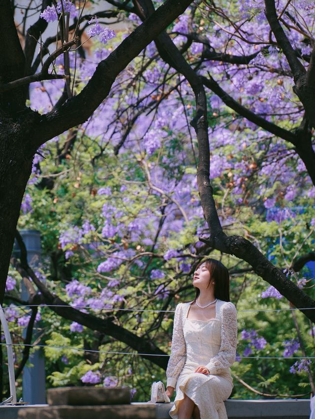 來昆明享受藍花楹的浪漫真是太值得了，附上位置