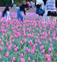 煙台賞花 告訴你煙台的春夏有多美