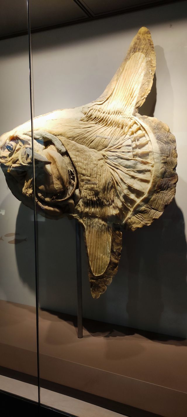 漫遊上海自然博物館 漫遊上海自然博物館
