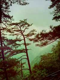 龍泉山絕壁奇松--媲美黃山