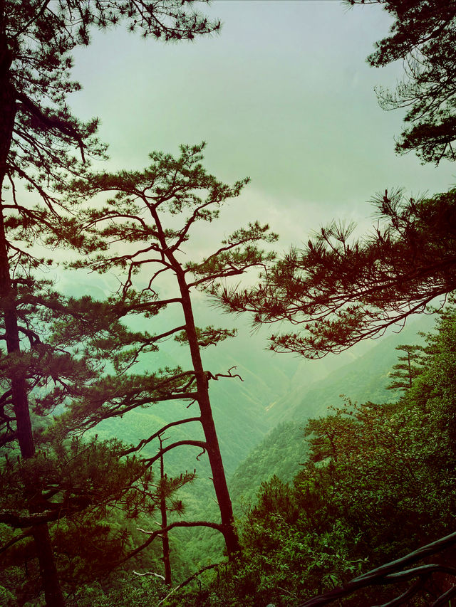 龍泉山絕壁奇松--媲美黃山