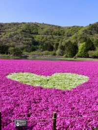 富士本栖湖·限定芝櫻祭。