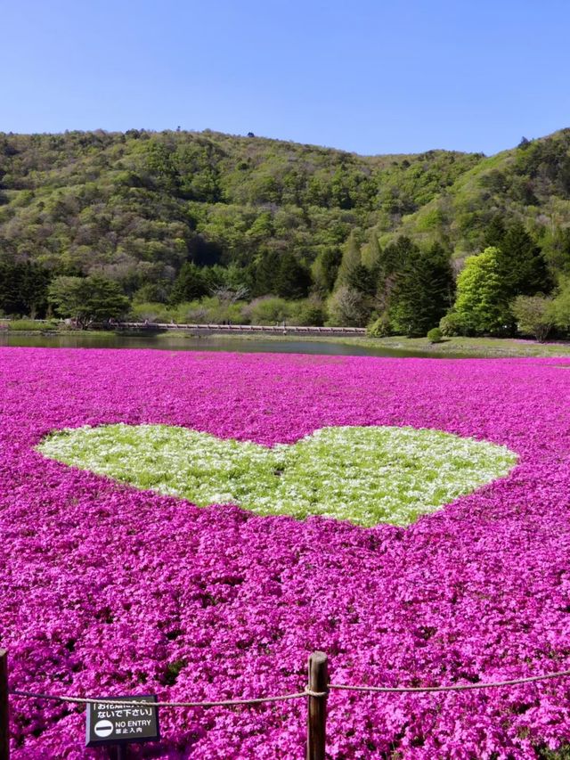 富士本栖湖·限定芝櫻祭。