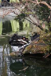 我終於來了任意門另一邊蜀園易園
