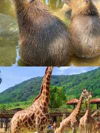 秦嶺野生動物園開園了，不一樣的體驗