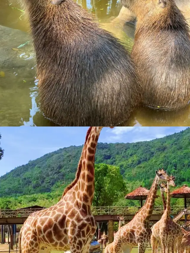 The Qinling Wildlife Park is now open, offering a unique experience