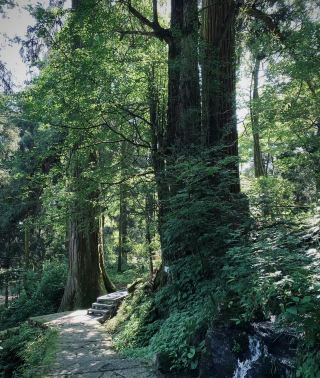 The King of Trees in Tianmu Mountain