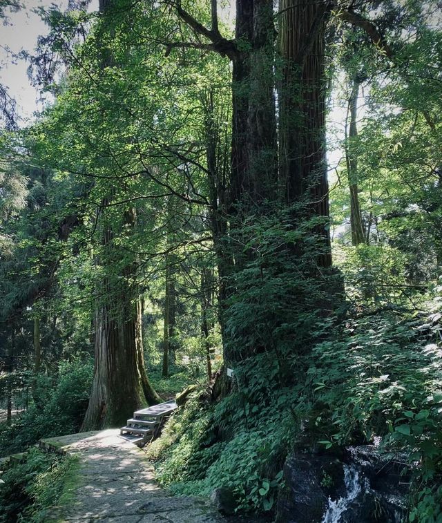 天目山大樹王