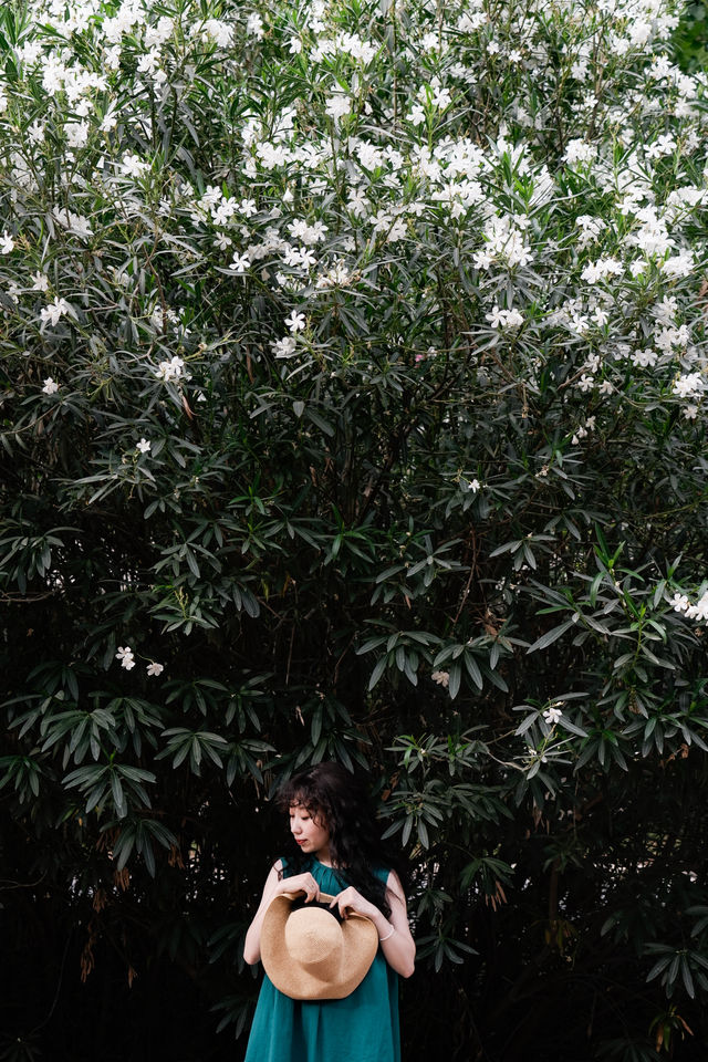 鄭州 | 夾竹桃 特別適合盛夏迷的樹