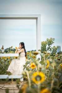 蘇州賞花圖鑑丨仲夏限定的向日葵