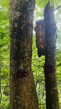 探索邵陽：避暑天堂，文化瑰寶
