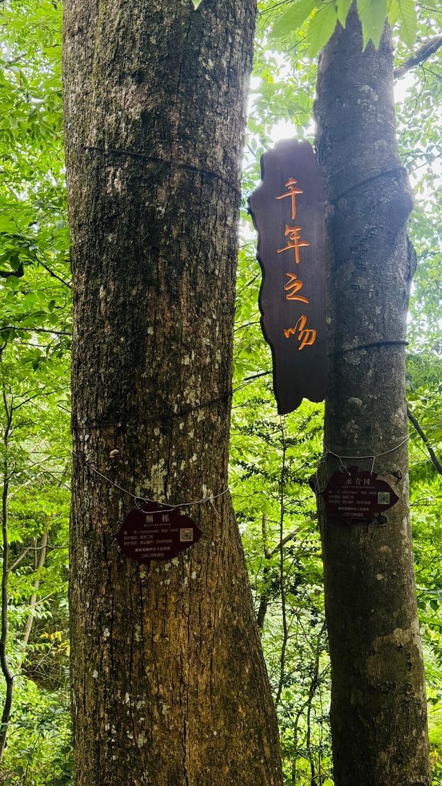 探索邵陽：避暑天堂，文化瑰寶