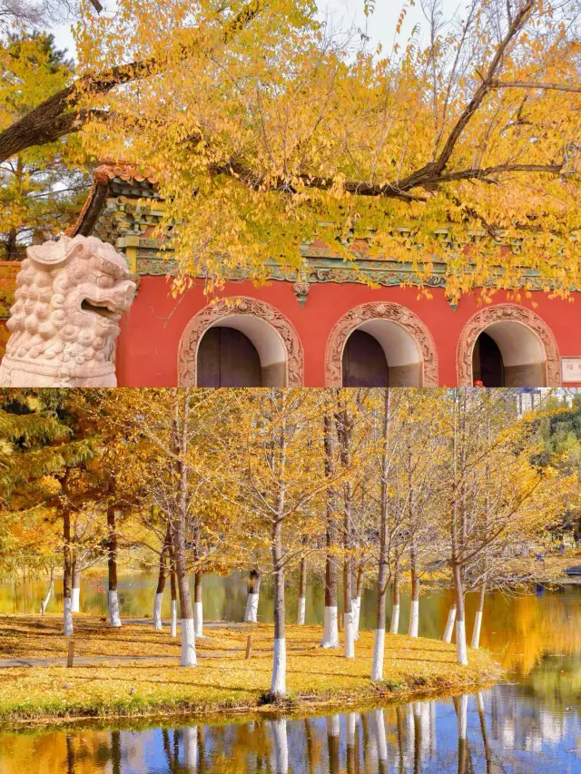 To be honest, the autumn in Shenyang is really beautiful