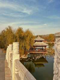 津北森林公園|天津最大片銀杏林賞秋地點。
