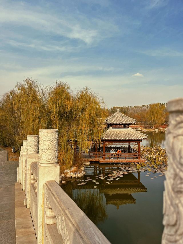 津北森林公園|天津最大片銀杏林賞秋地點。