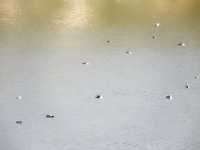 和順古鎮野鴨湖。