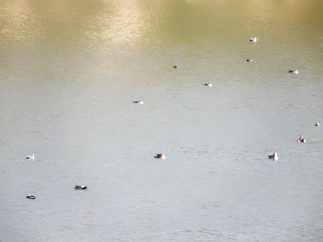 和順古鎮野鴨湖。