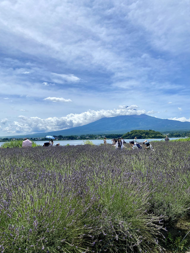 日本｜富士山。
