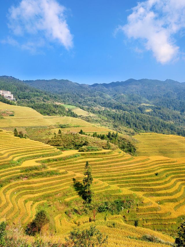 桂林龍脊梯田！住進秋天的童話裏。