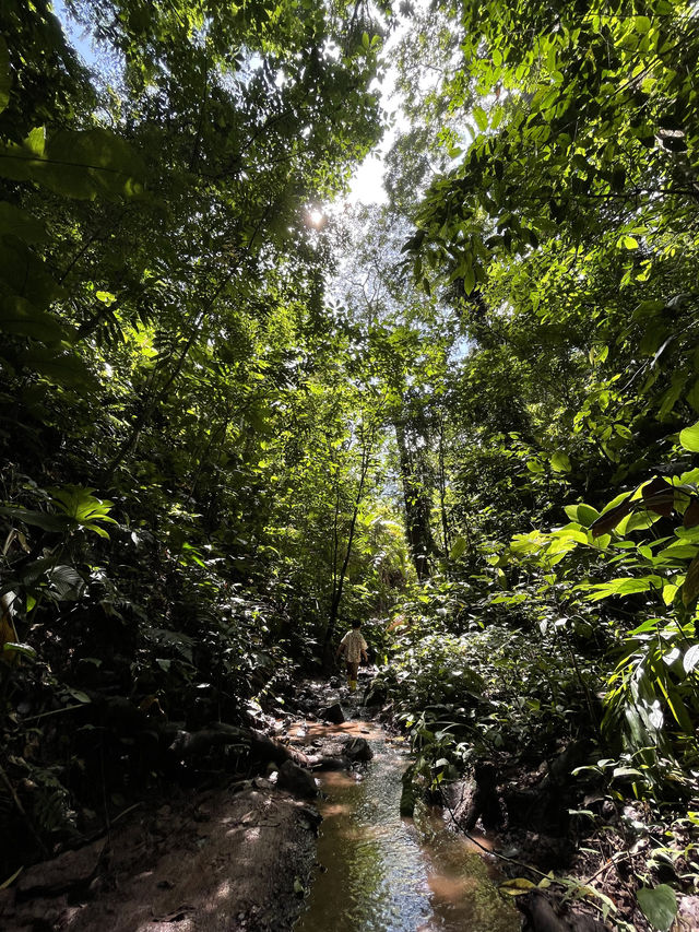 國慶基諾山雨林徒步探險之旅