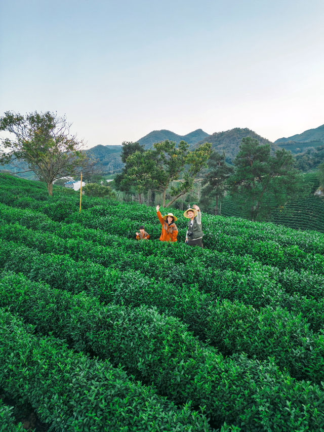 包場整片茶田國慶信陽反向遊算是來值了。