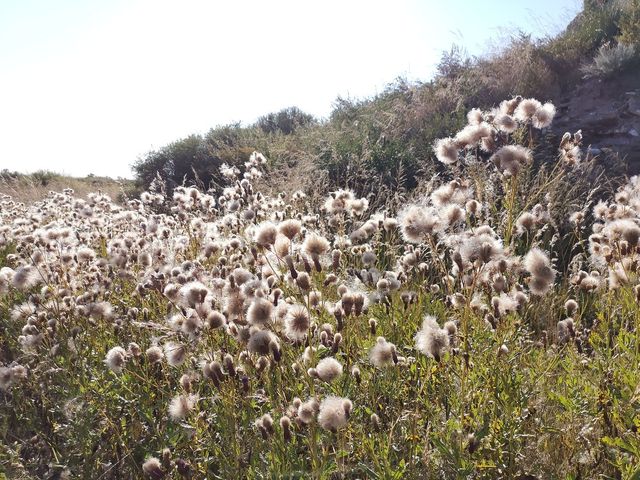 金蓮川：空氣裡都是「菊花茶」的芬芳！。