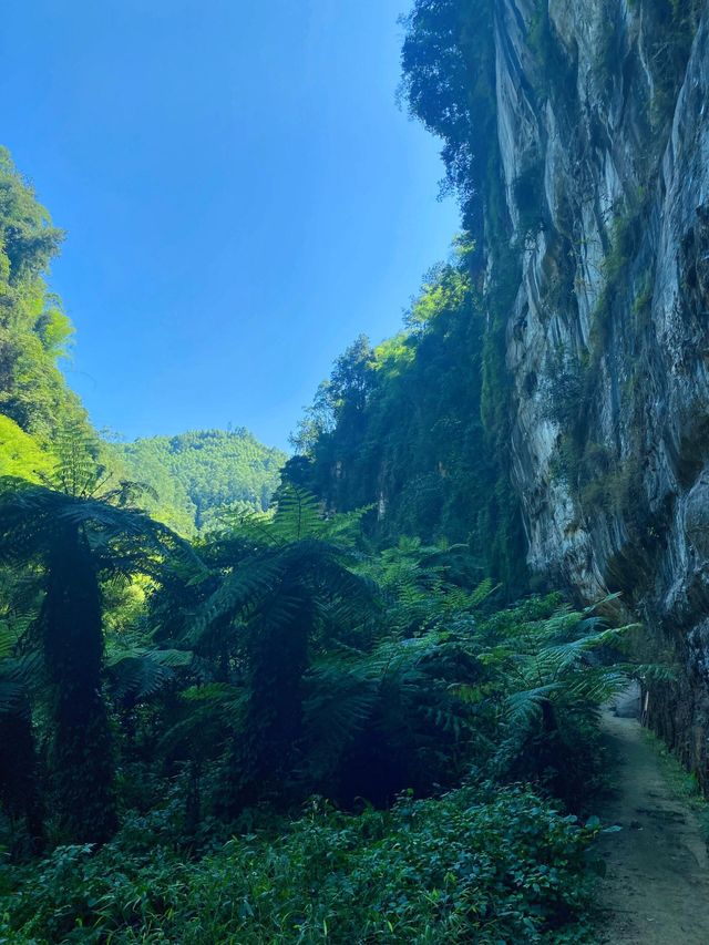 樂山桫欏大峽谷侏羅紀公園。