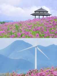 貴州屋脊上的夢幻花海——韭菜坪。