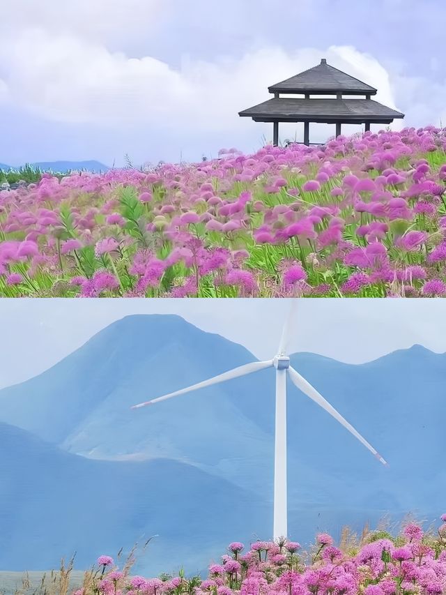 貴州屋脊上的夢幻花海——韭菜坪。