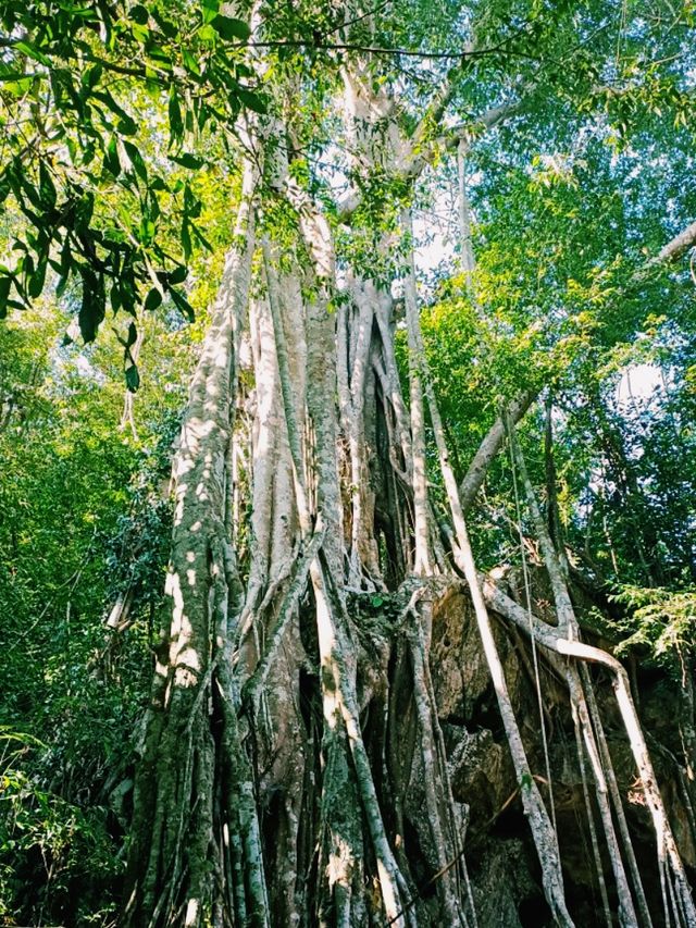 Xishuangbanna Botanic Garden: Real Jungle Garden!