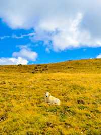 遇見藍月亮之旅——四川木里踏秋攻略。