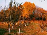 Chaoyang Park: Autumn Carpet of Yellow and Red Leafs