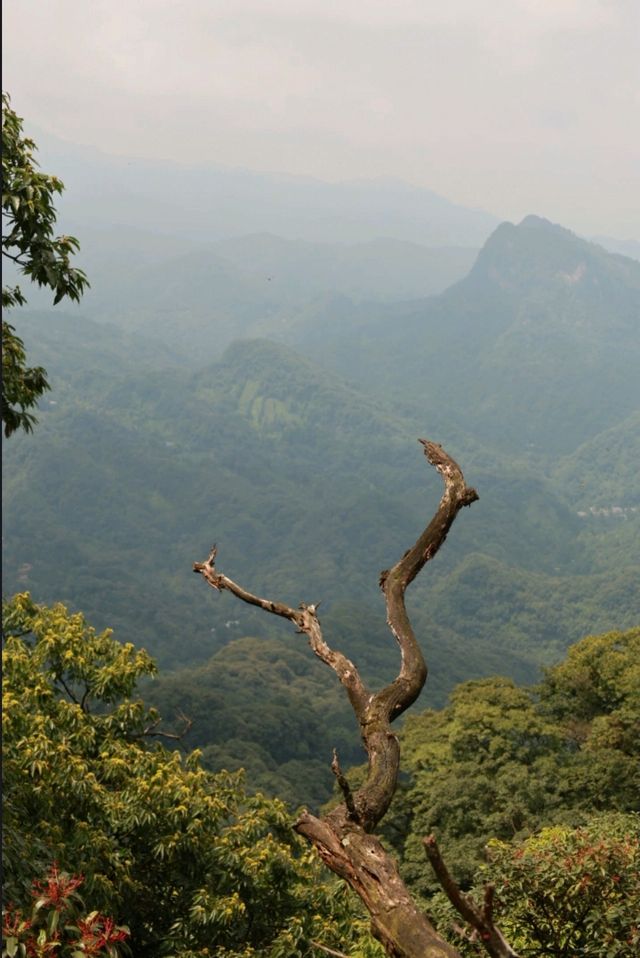 青城山天師洞遊玩全攻略｜交通、門票、景點、美食一網打盡！。
