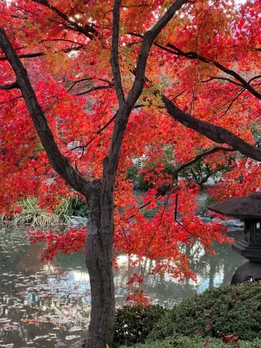 京都の東寺で素晴らしい紅葉を楽しみましょう!