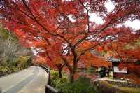 Nagoya's Higashiyama Zoo Offers Stunning Autumn Foliage